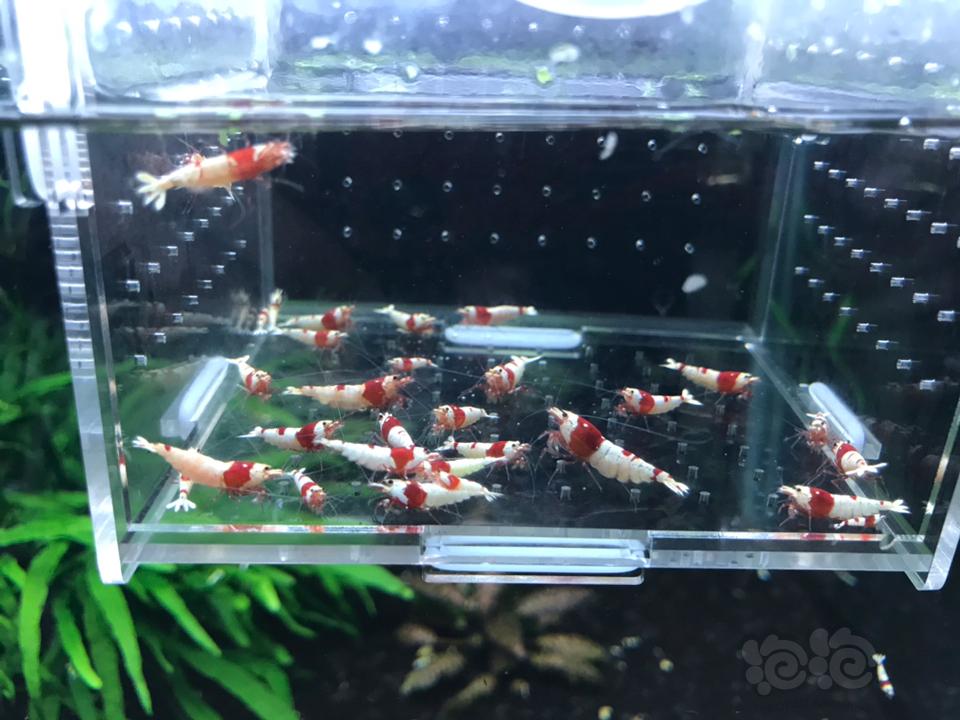 【虾】2019-03-11# RMB拍卖纯血红白 30 只一份-图3