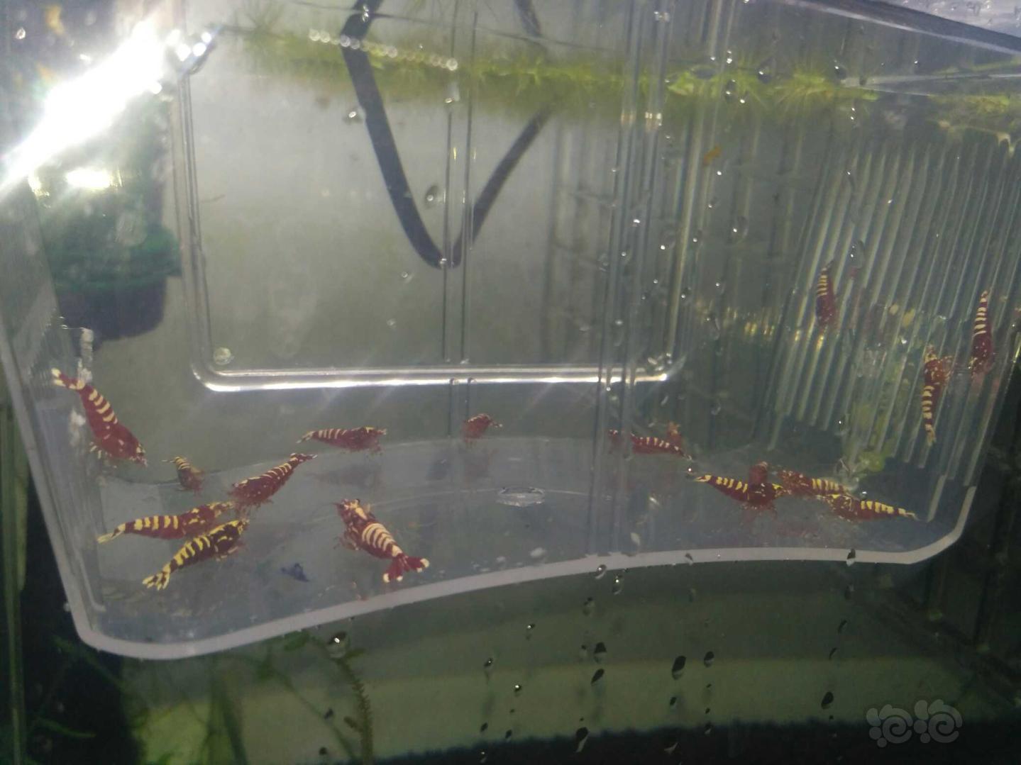 【虾】2019-03-19#RMB拍卖红银河水晶虾一份20只-图2