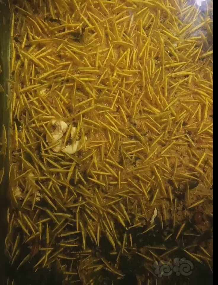 金背黄金米虾-图1