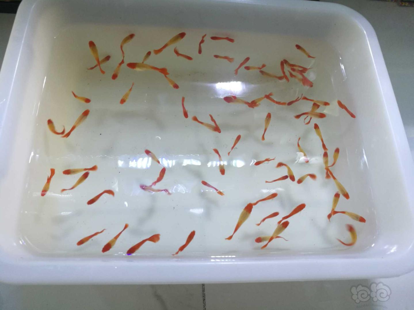 【热带鱼】水晶虾，金线金鼠f1,鸿运当头孔雀鱼，大帆胡子-图7