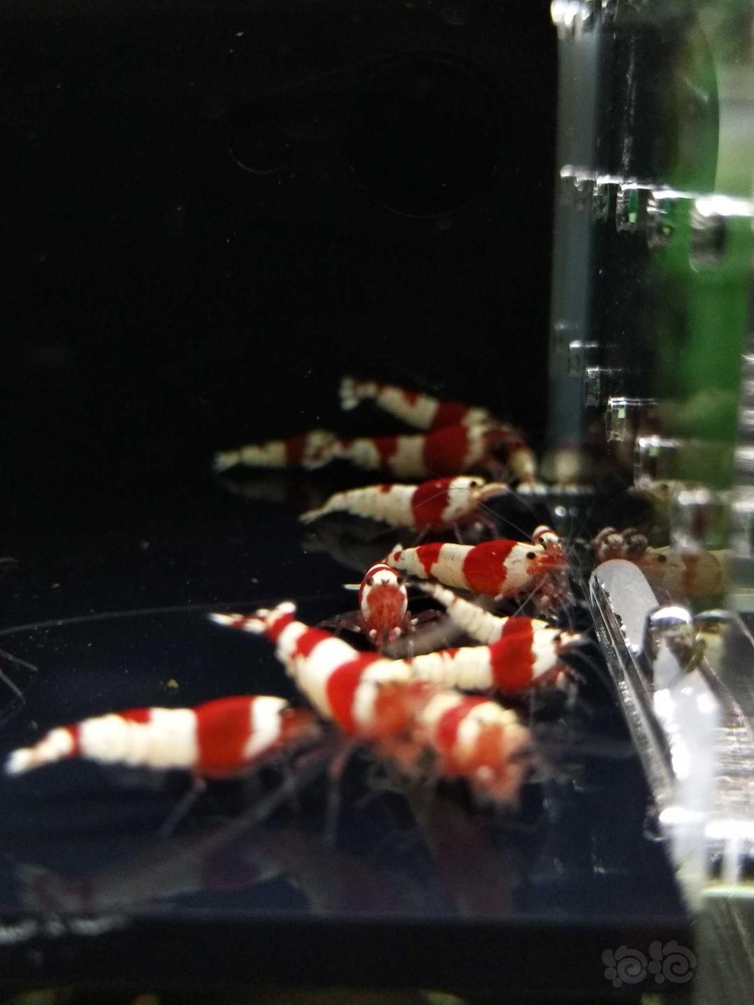 【虾】2019-3-28#RMB拍卖纯血红白水晶虾20只-图3