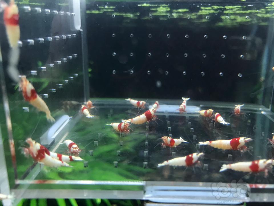 【虾】2019-03-07 RMB拍卖纯血红白26只一份-图3