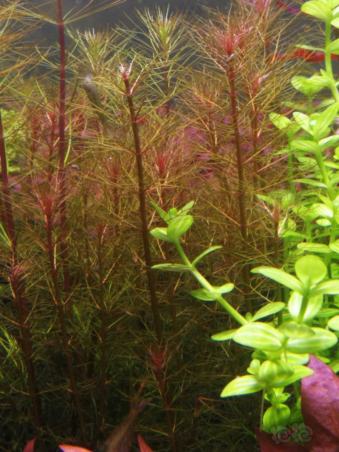 阳性草连根拔起