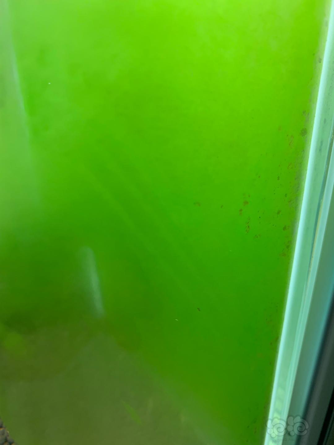 藻象绿绿的  看着很舒服-图1