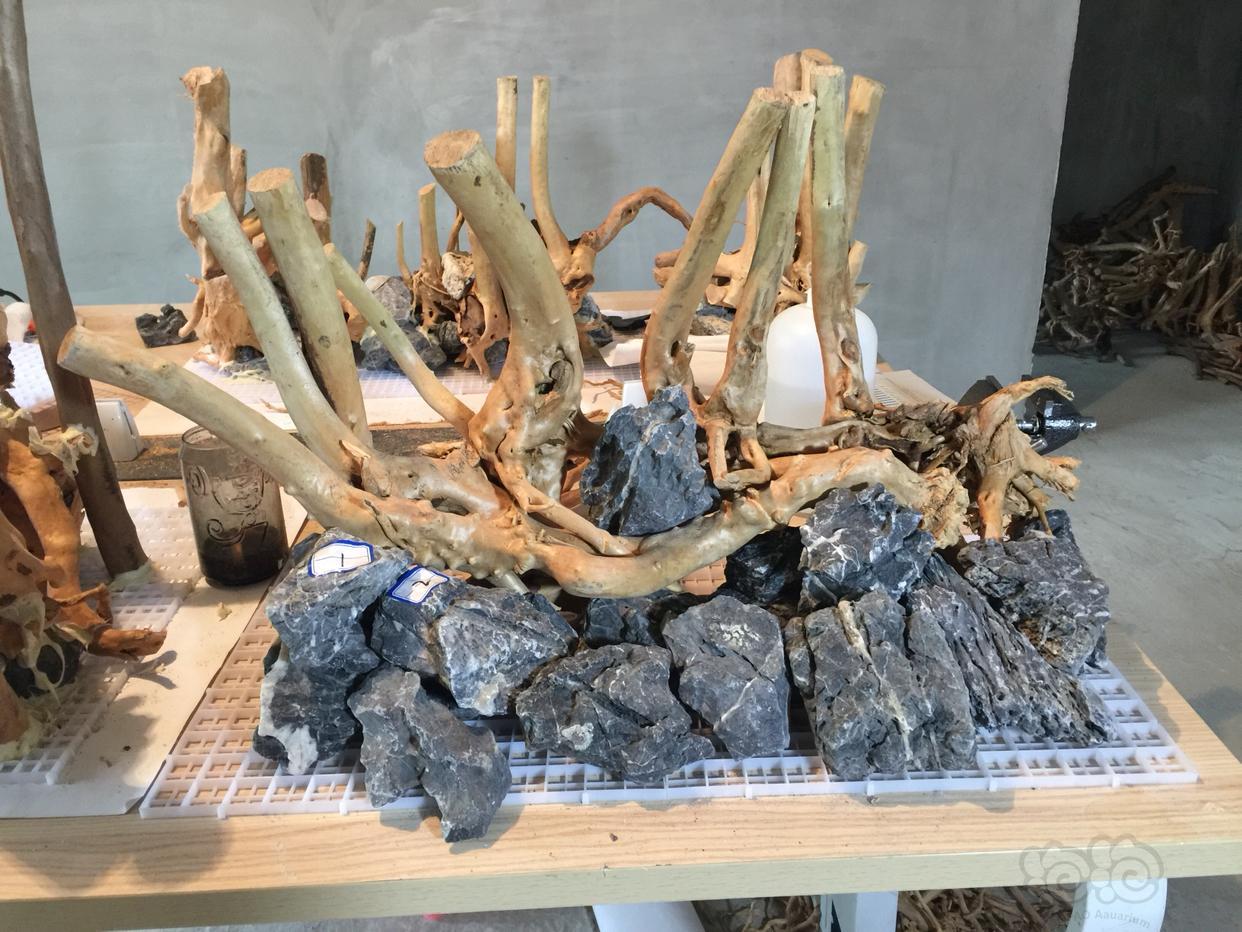 一木成景的杜鹃根