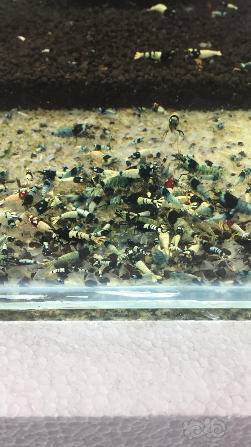 【用品】2019-03-24#RMB拍卖小球藻片一罐80g水晶虾/观赏螺，素食异形胡子大帆功能型饲料-图5