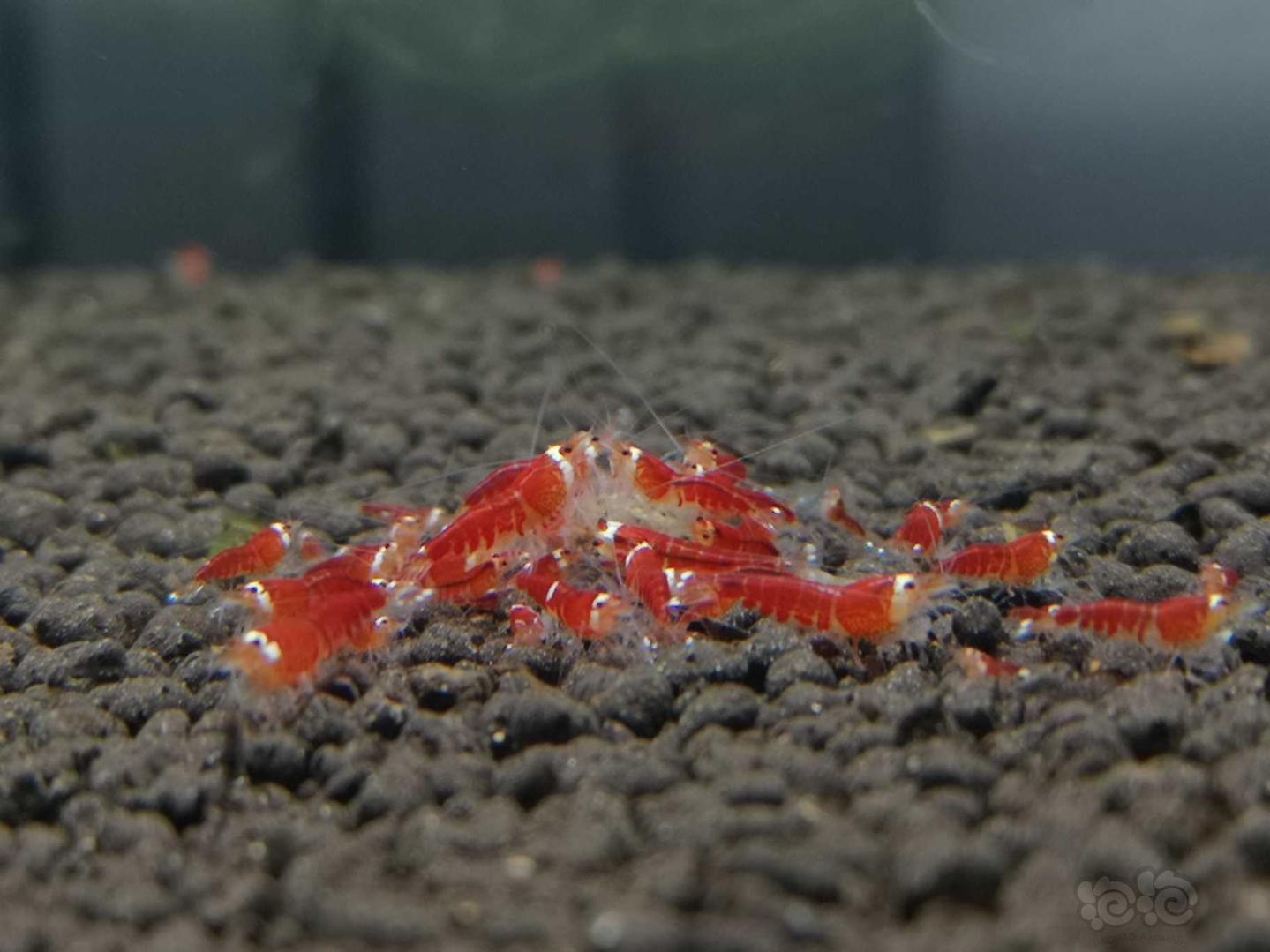 出圣诞红水晶虾-图1