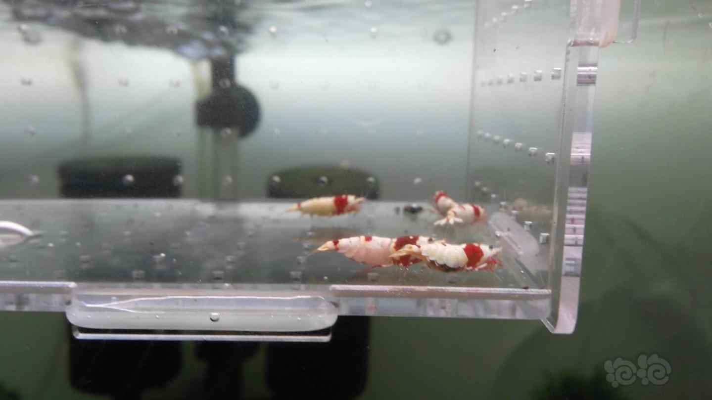 【虾】2019-3-21#RMB拍卖红白母虾一份6只-图1