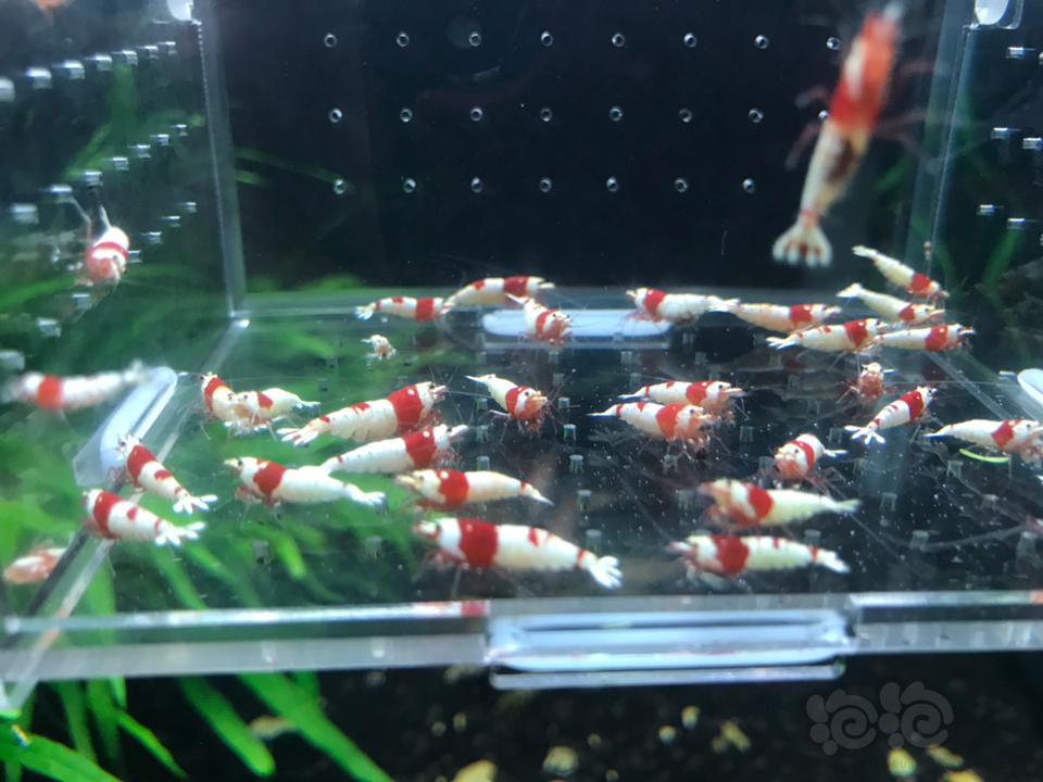 【虾】2019-03-13#RMB拍卖纯血红白32 只一份-图4