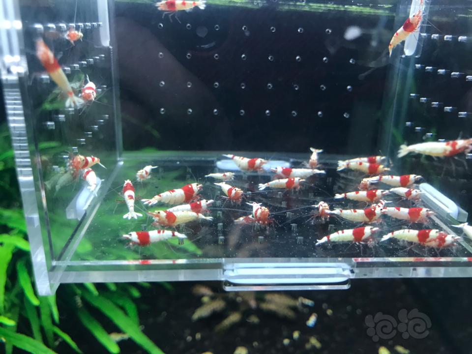 【虾】2019-03-13#RMB拍卖纯血红白32 只一份-图1