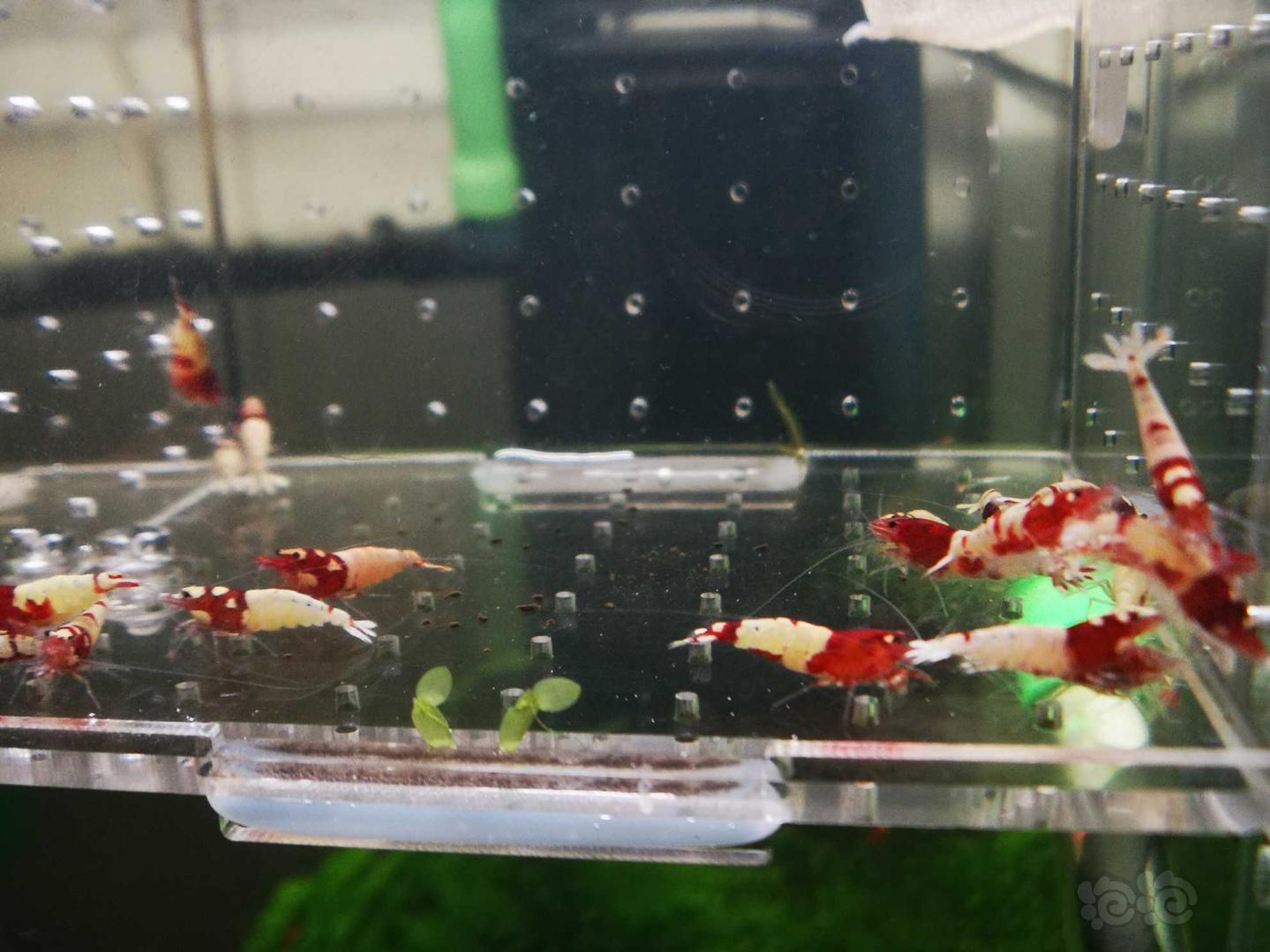 【虾】2019-03-04#RMB拍卖红洞头姘头水晶虾25只-图1