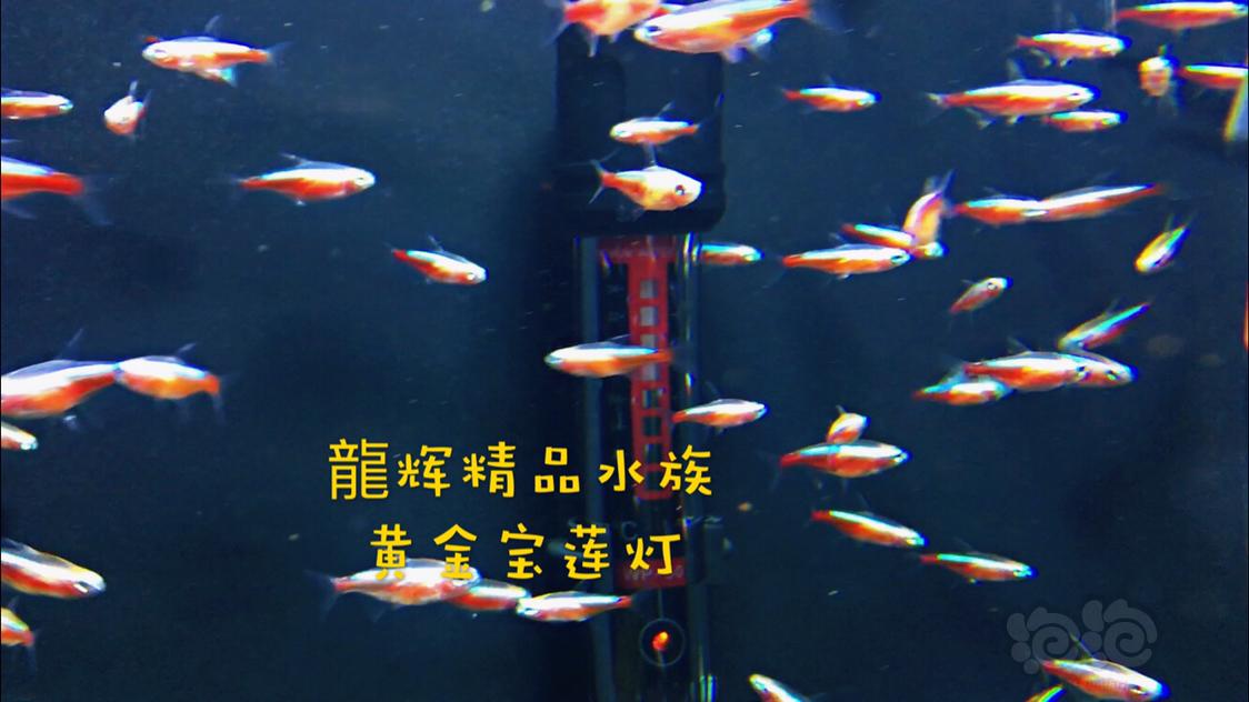 【热带鱼】今日鱼房特惠-图3