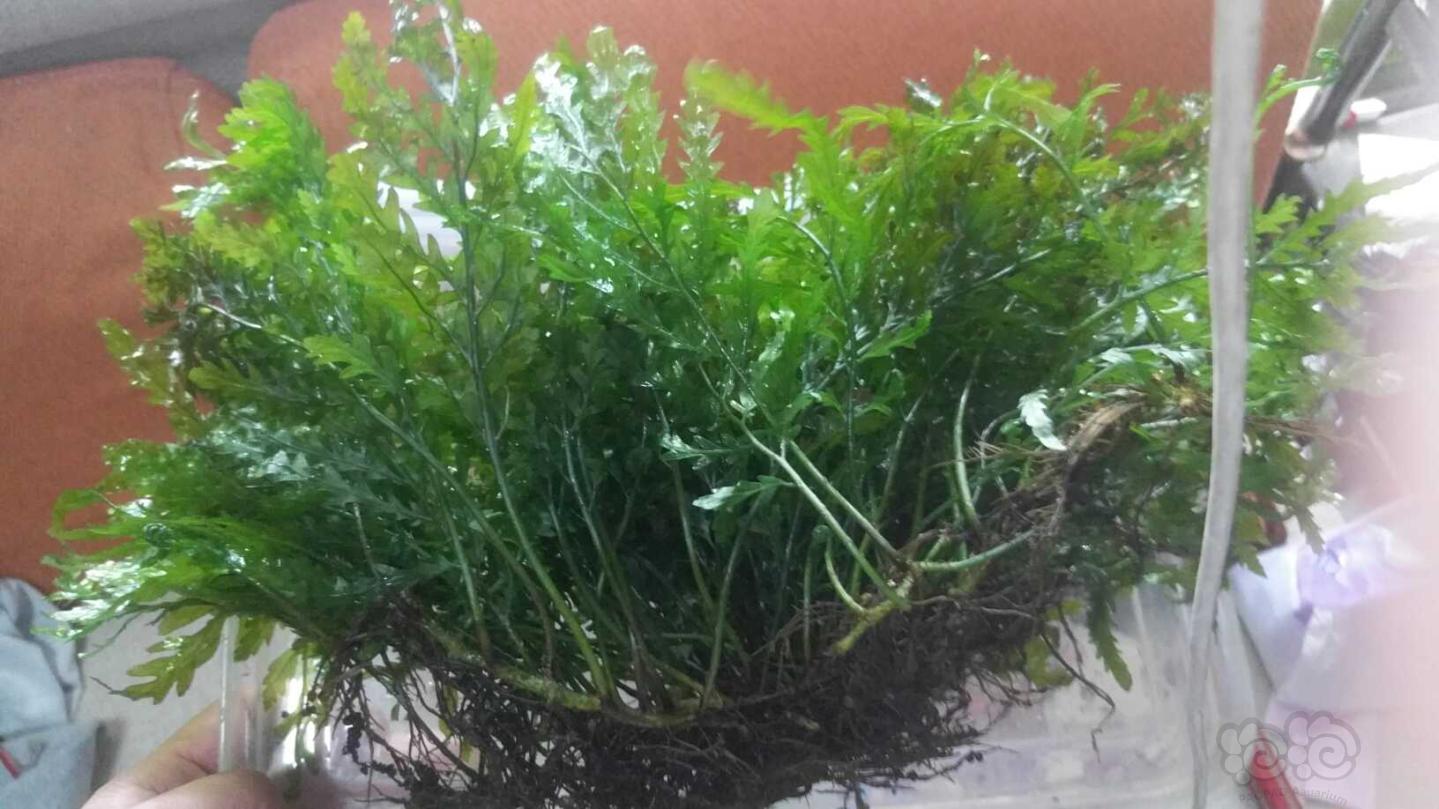 【用品】2019-03-10#RMB拍卖黑木蕨水草一份-图5
