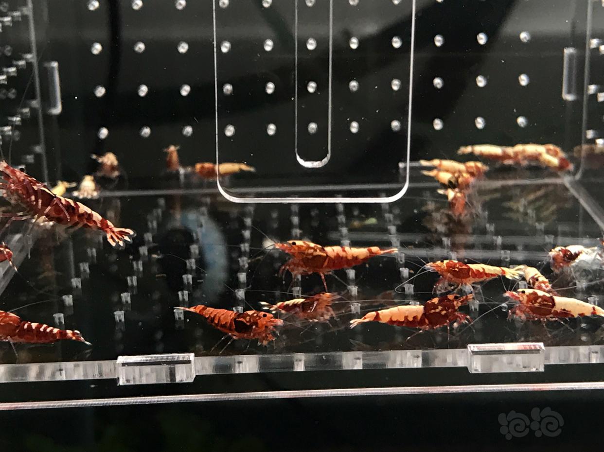 【虾】2019-03-25#RMB拍卖红银河淘汰一组25只-图2