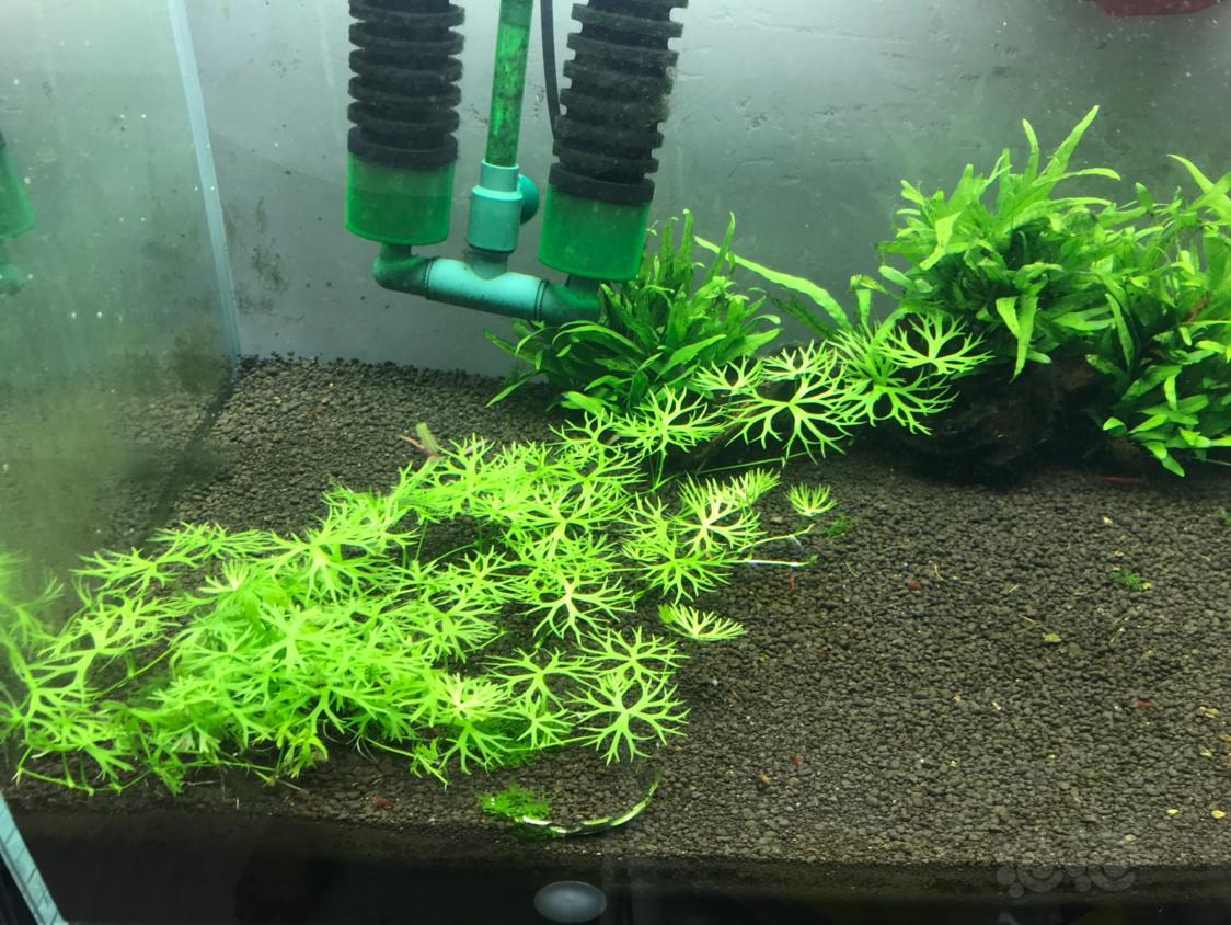 虾缸的水草,这是?-图2