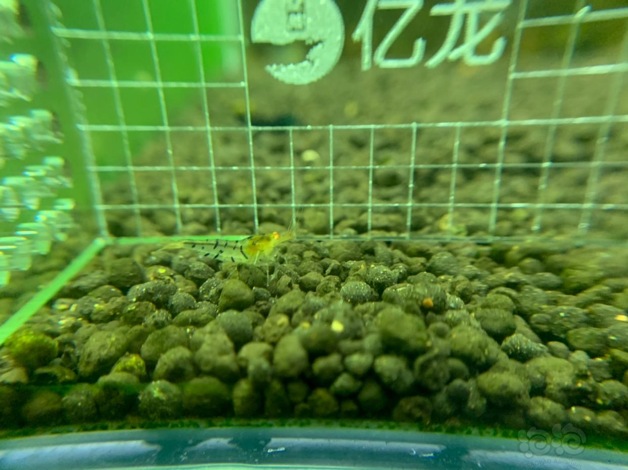 【虾】2019-03-05#RMB拍卖金眼水晶虾5只  -3-图5