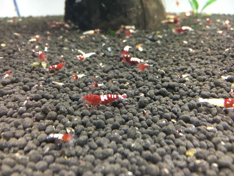 【水晶虾】红姘头白背斑马洞头水晶虾小虾-图5