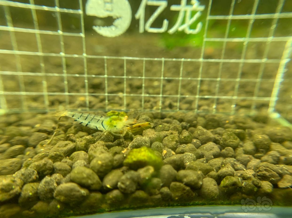 【虾】2019-03-07#RMB拍卖金眼水晶虾5只-图4