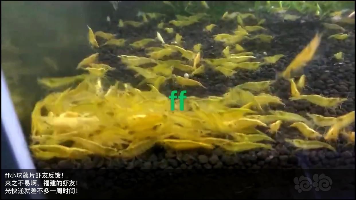 【用品】2019-03-13#RMB拍卖小球藻片一罐80g水晶虾/观赏螺，素食异形胡子大帆功能型饲料-图6