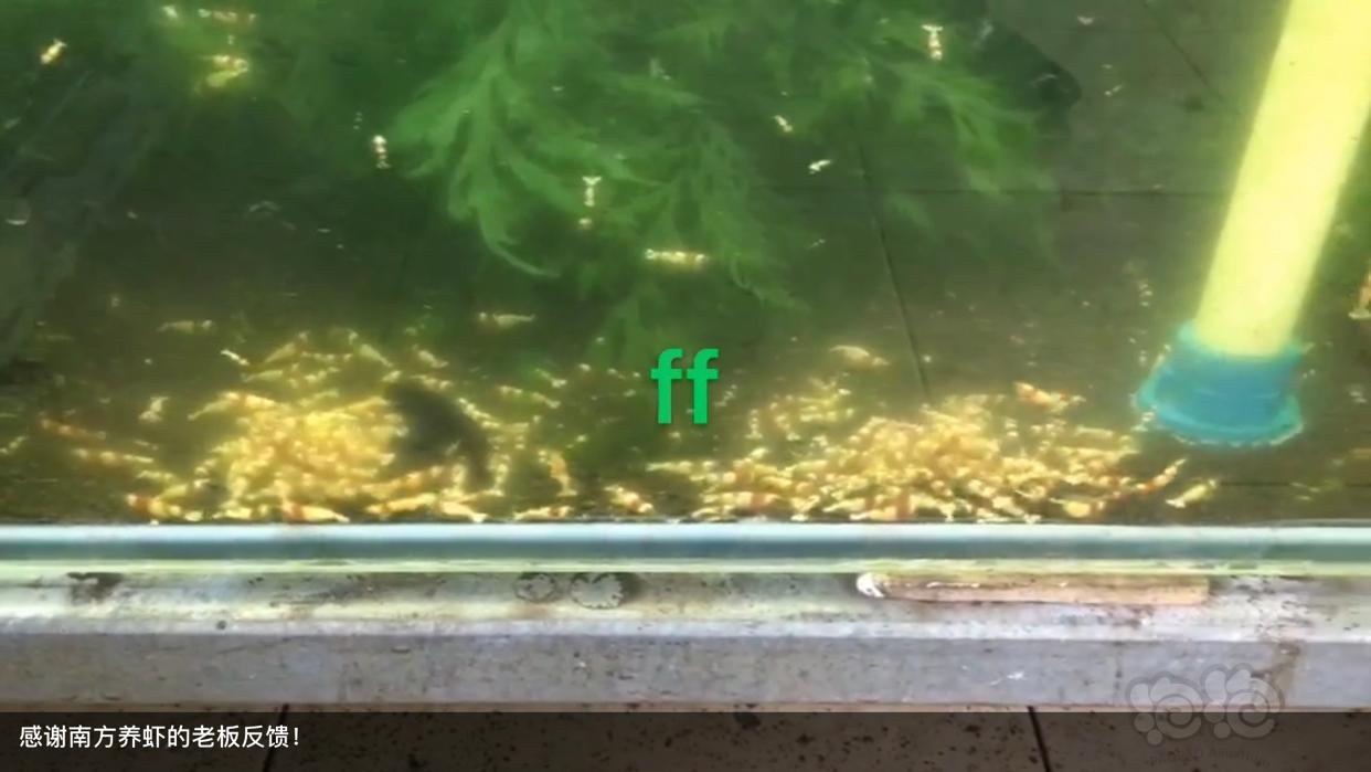 【用品】2019-03-13#RMB拍卖小球藻片一罐80g水晶虾/观赏螺，素食异形胡子大帆功能型饲料-图8