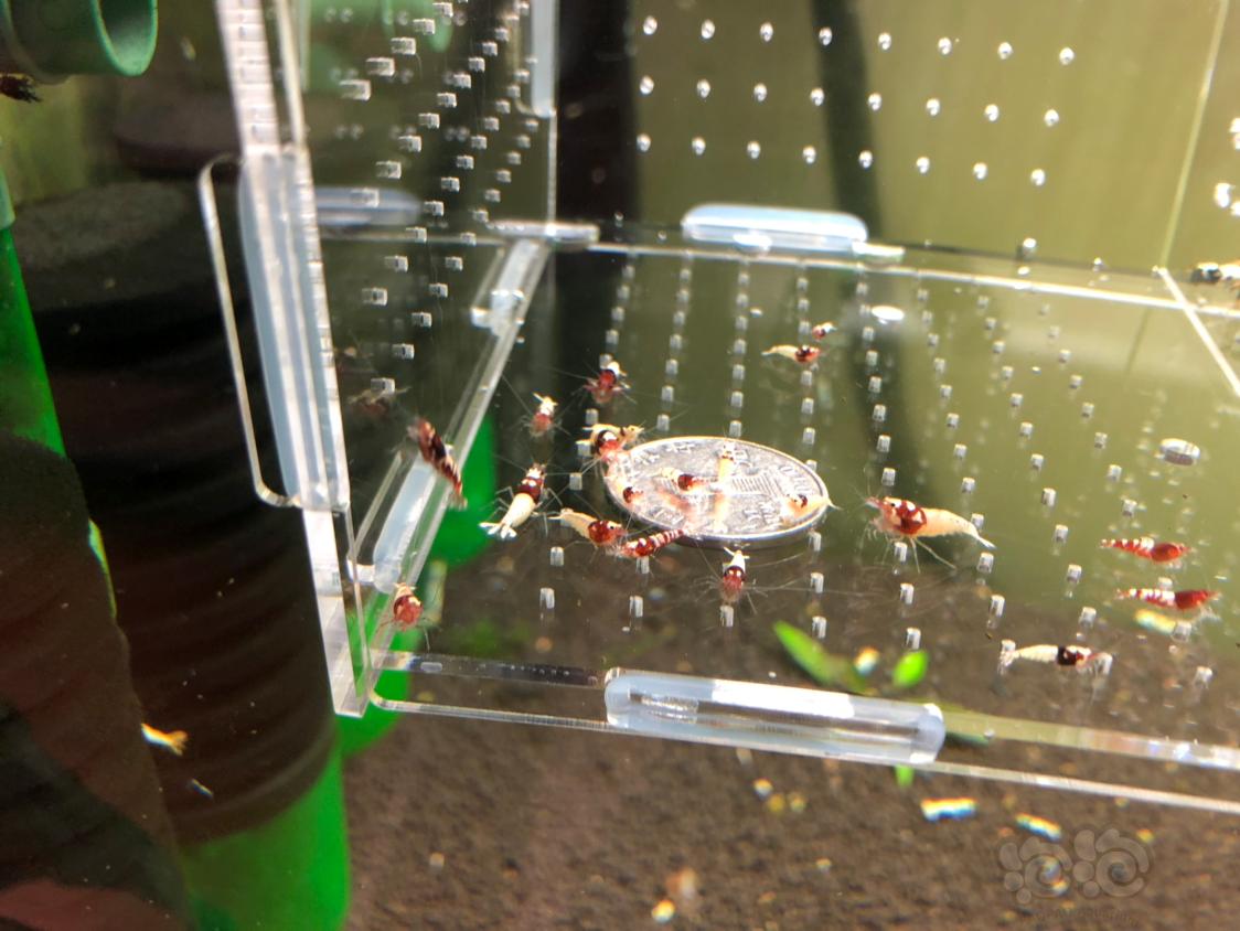 【虾】2019-04-01#RMB拍卖红姘头水晶虾20只-图4