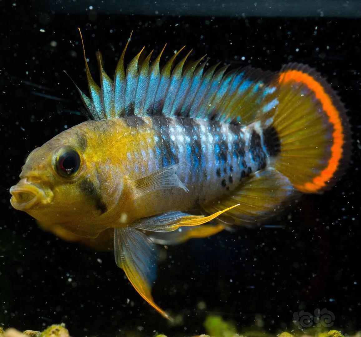 短鲷印加鹦鹉短鲷