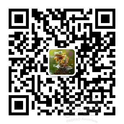 【辣椒榕】出售辣椒榕、细叶铁、黑木蕨-图15