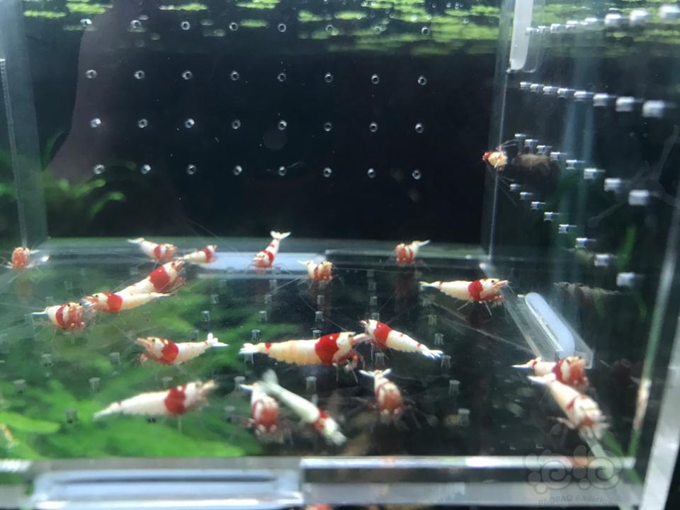 【虾】2019-03-07 RMB拍卖纯血红白26只一份-图2