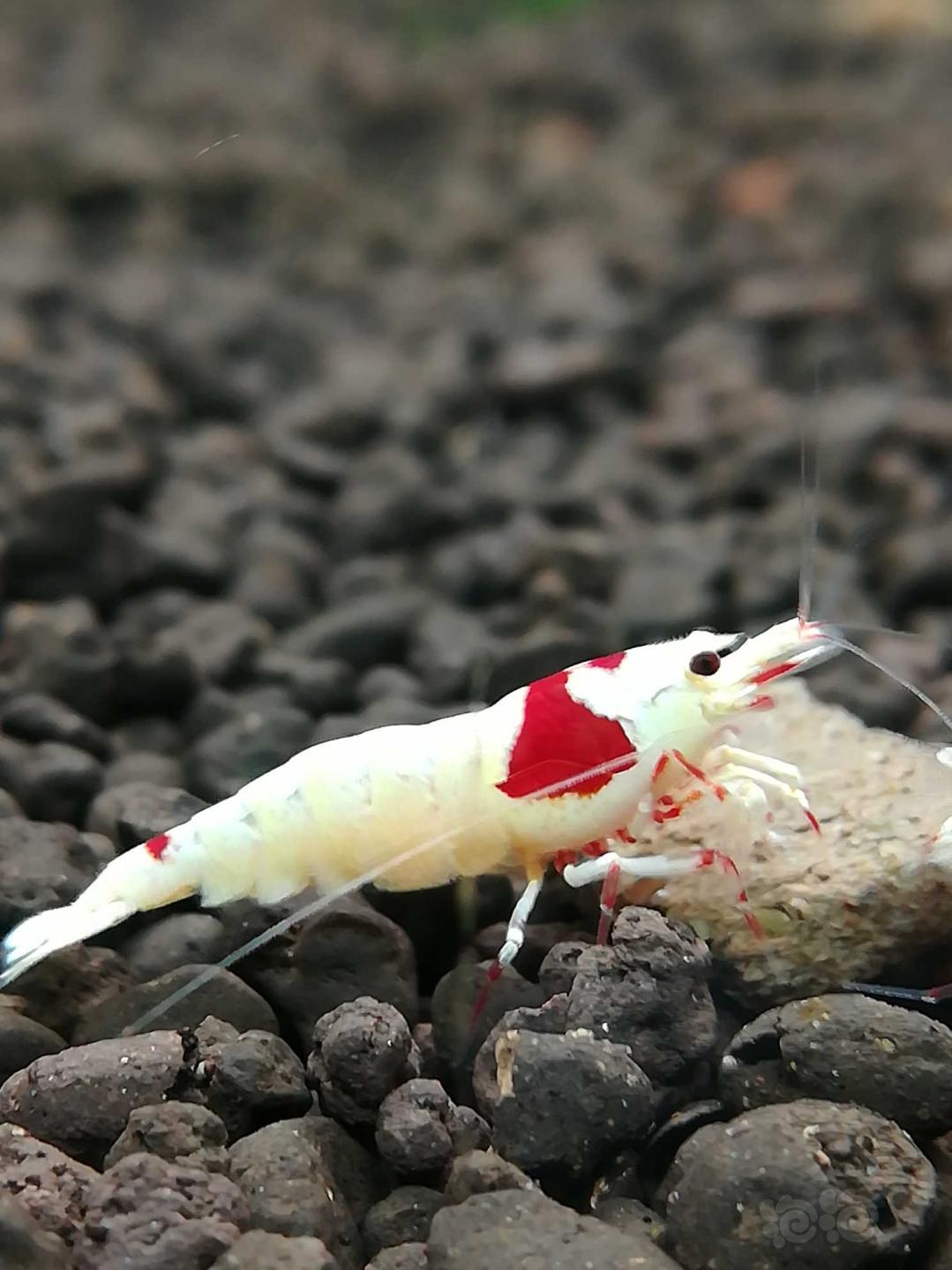 【虾】2019-3-19#RMB拍卖红白水晶虾种公1只-图1