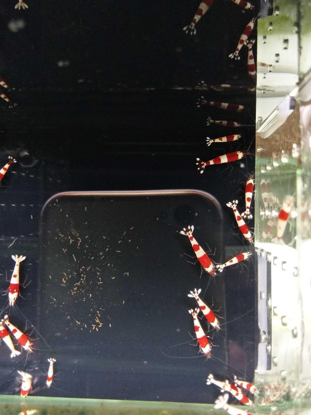 【虾】2019-3-28#RMB拍卖纯血红白水晶虾20只-图1