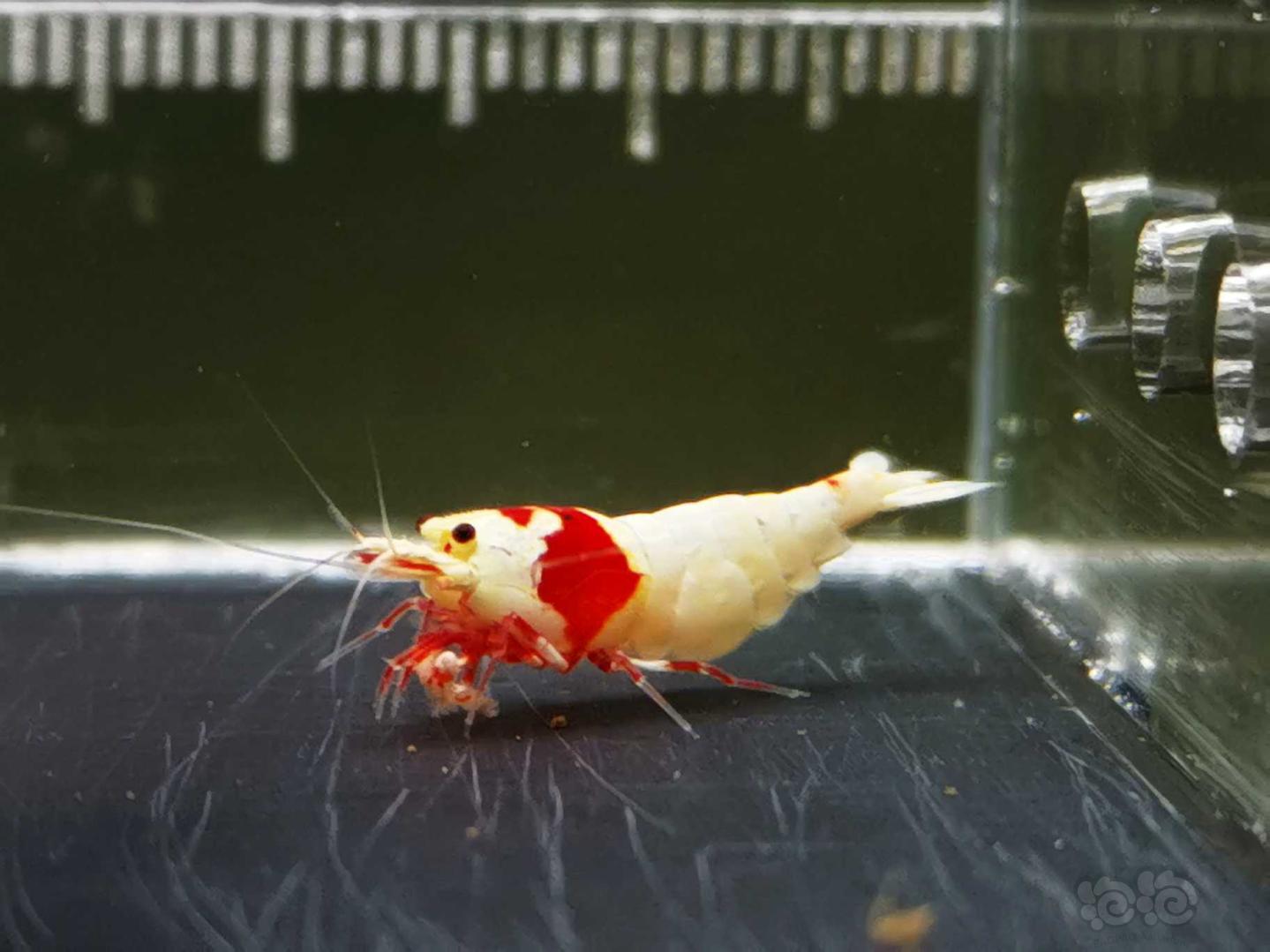 【虾】2019-03-22#RMB拍卖红白母虾一份3只-图2