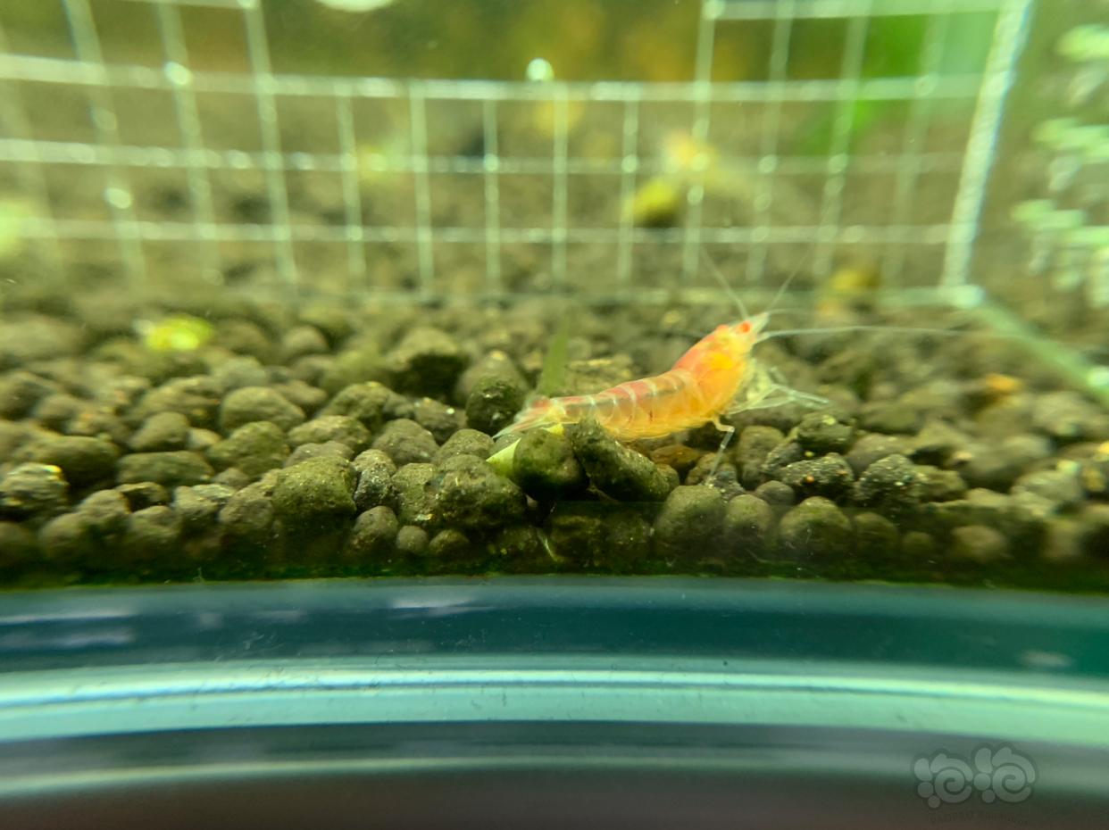 【虾】2019-03-05#RMB拍卖金眼水晶虾5只  -2-图1