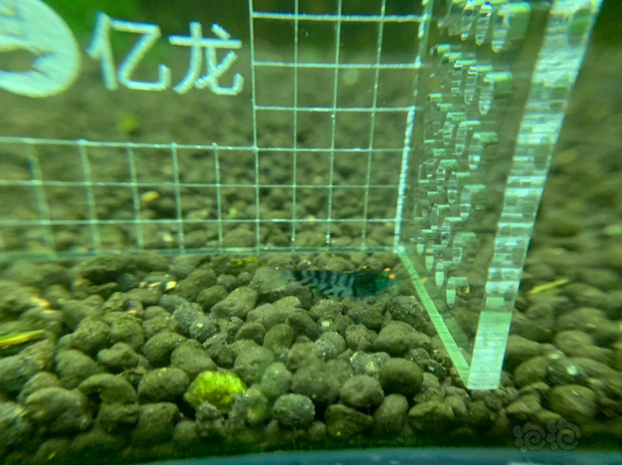 【虾】2019-03-07#RMB拍卖金眼水晶虾5只   -3-图4