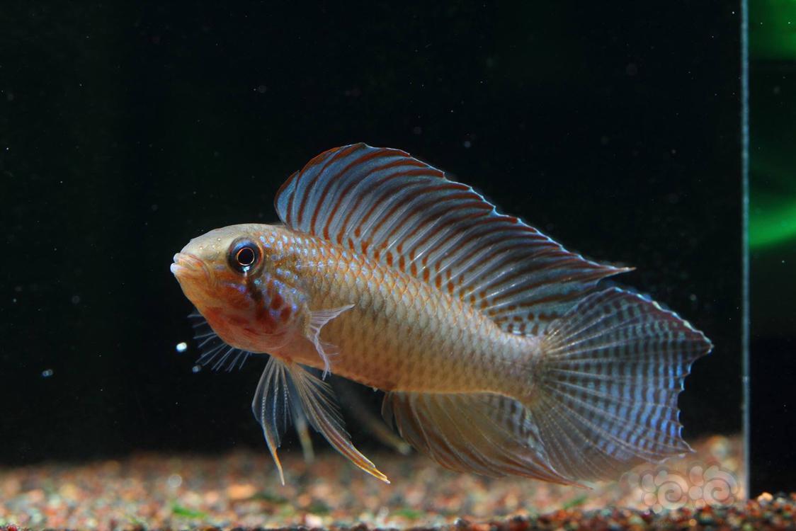 【短鲷】哥伦比亚血帆