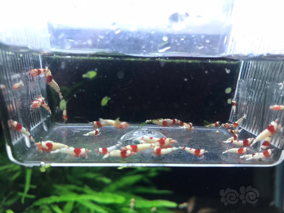 【虾】2019-03-13# RMB拍卖纯血红白38 只一份-图1