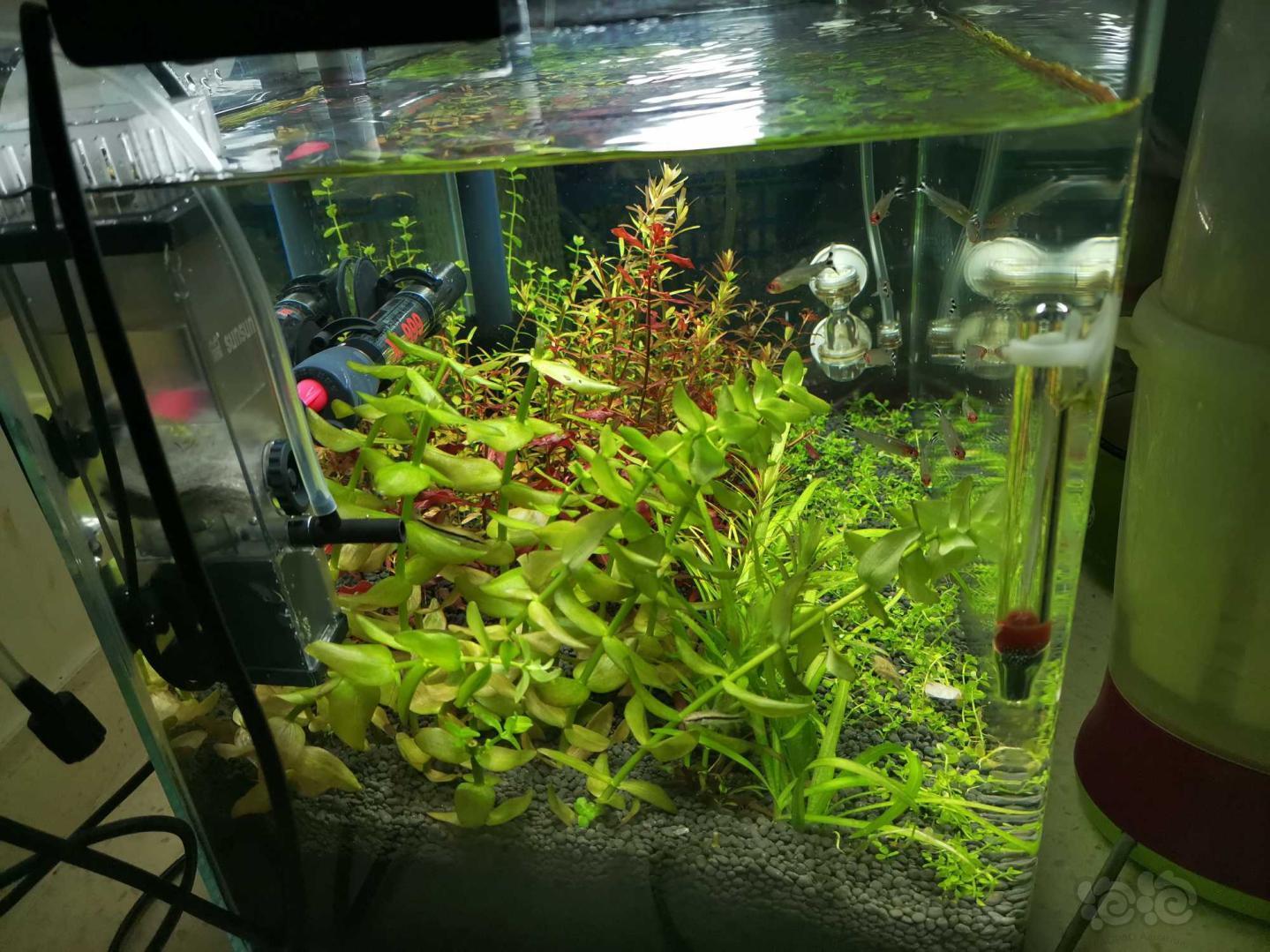 水草造景和种植 我这虎耳是不是要挂了!