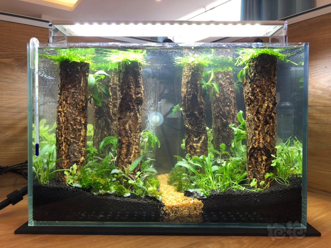 新人第一缸"原始森林"