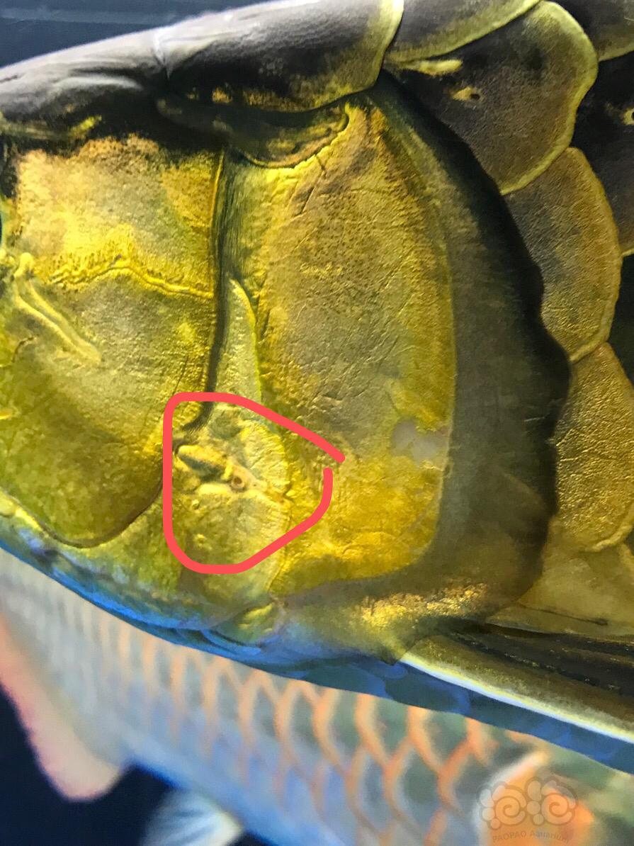 龙鱼 金龙鳃盖上一个小洞是什么情况 泡泡水族