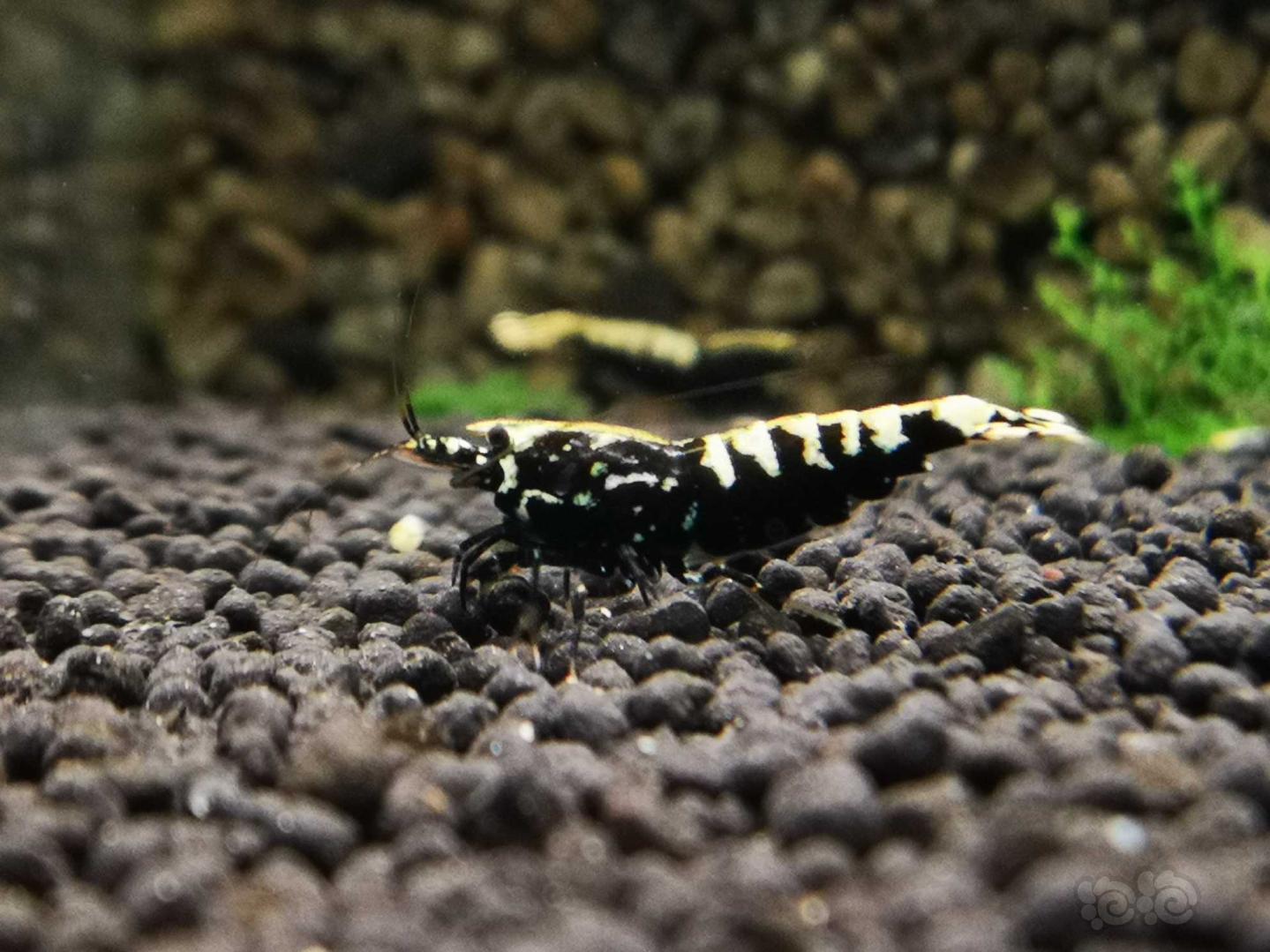 20190305rmb拍卖银河鱼骨水晶虾4只