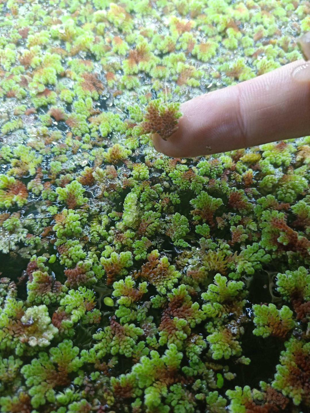 送美凤莫斯鹿角苔红珊瑚绿九冠 泡泡水族