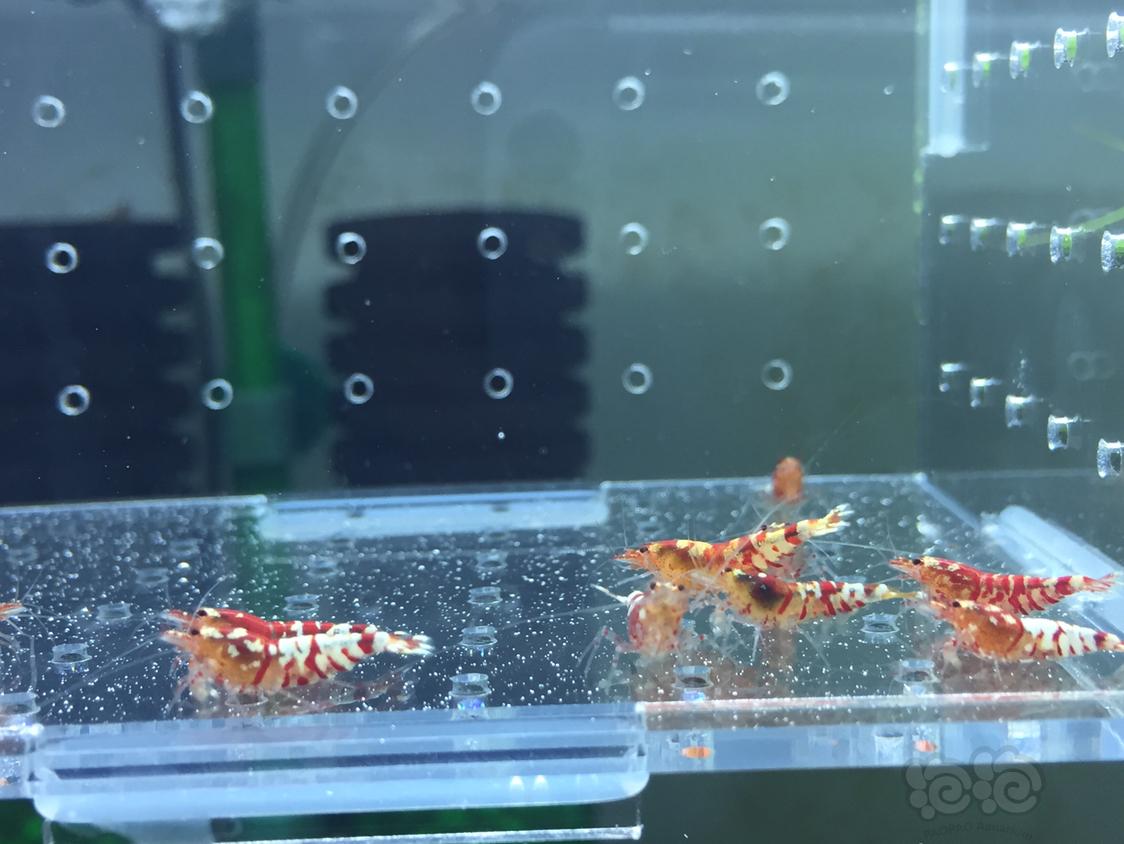 【虾】2019-03-15#RMB拍卖红虎晶12只-图2