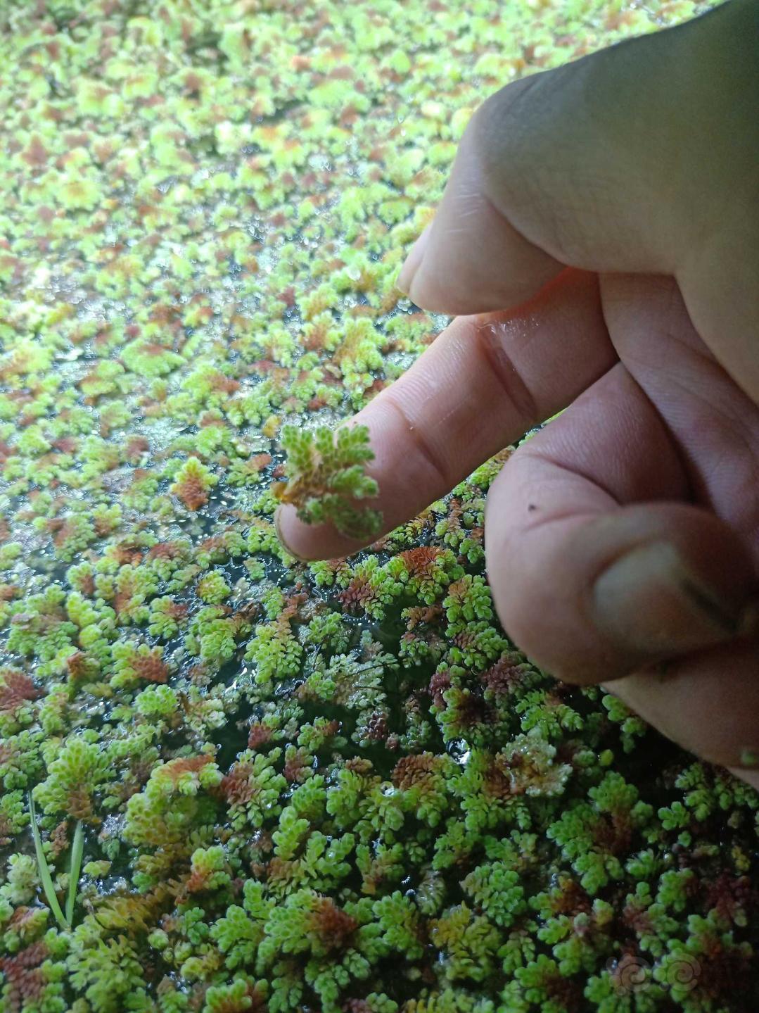 送美凤莫斯鹿角苔红珊瑚绿九冠 泡泡水族