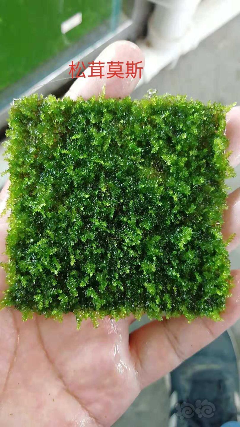 出售趴地矮珍珠水下叶171235元一份包邮细叶铁黑木蕨观赏虾各种莫斯