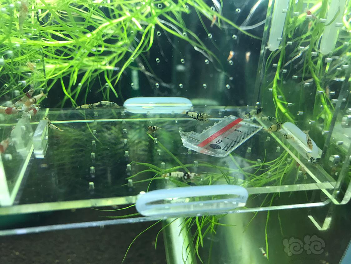 【虾】2019-3-25#RMB拍卖黑虎晶一份12只-图5