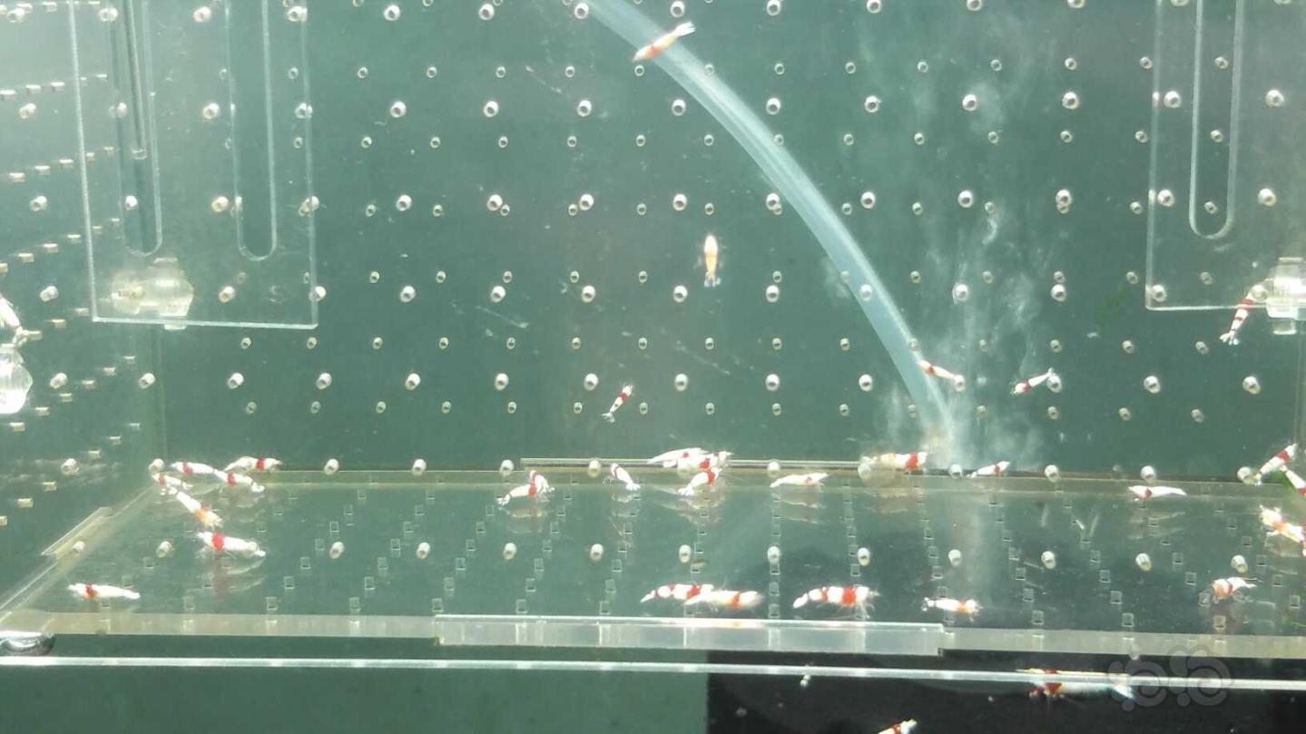 【虾】2019-03-11#RMB拍卖纯血水晶虾一份40只-图6