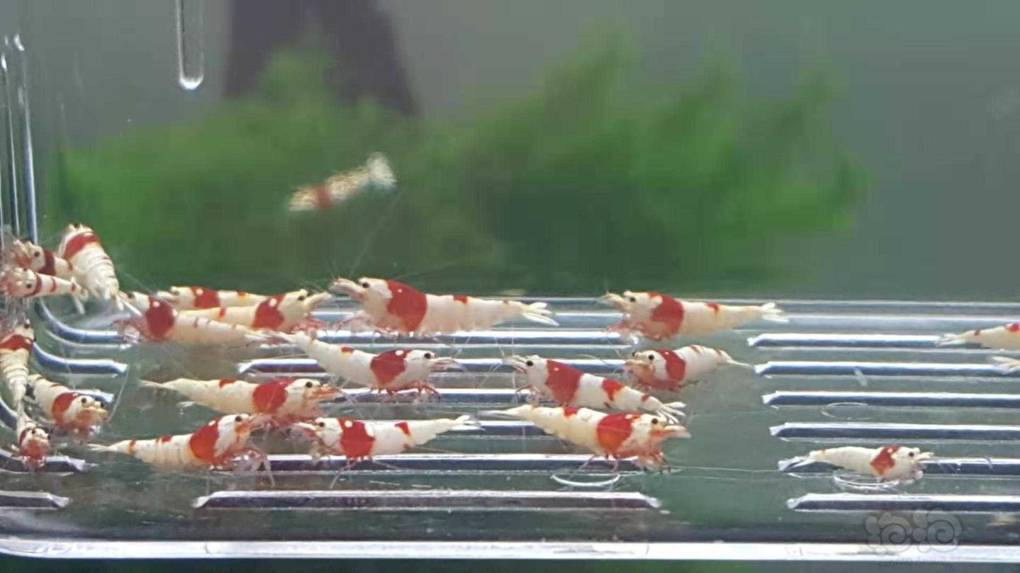 【虾】2019-03-12#RMB拍卖纯血红白一份30只-图3