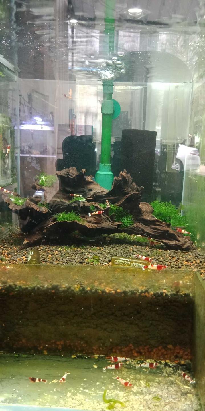 已经搞不清楚是在养虾还是在造景养草