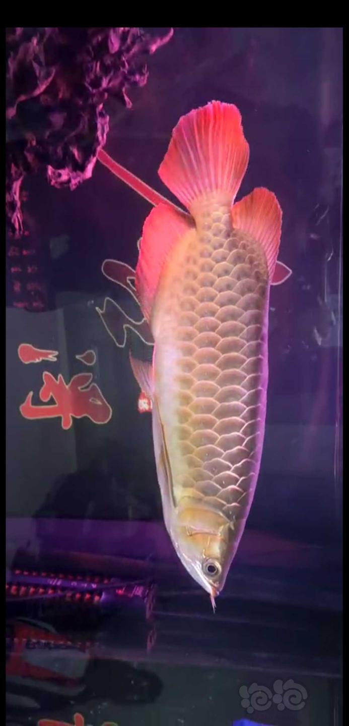 【龍魚】家養魚兒