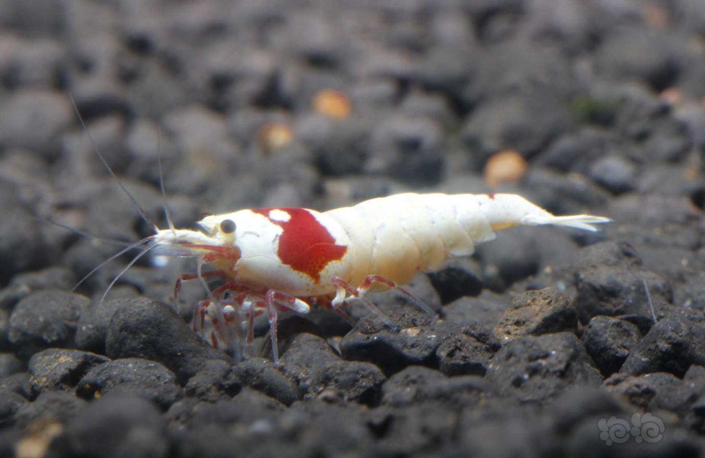 【虾】2019-03-04#RMB拍卖纯系红白繁殖组5公7母白区一份12只-图11