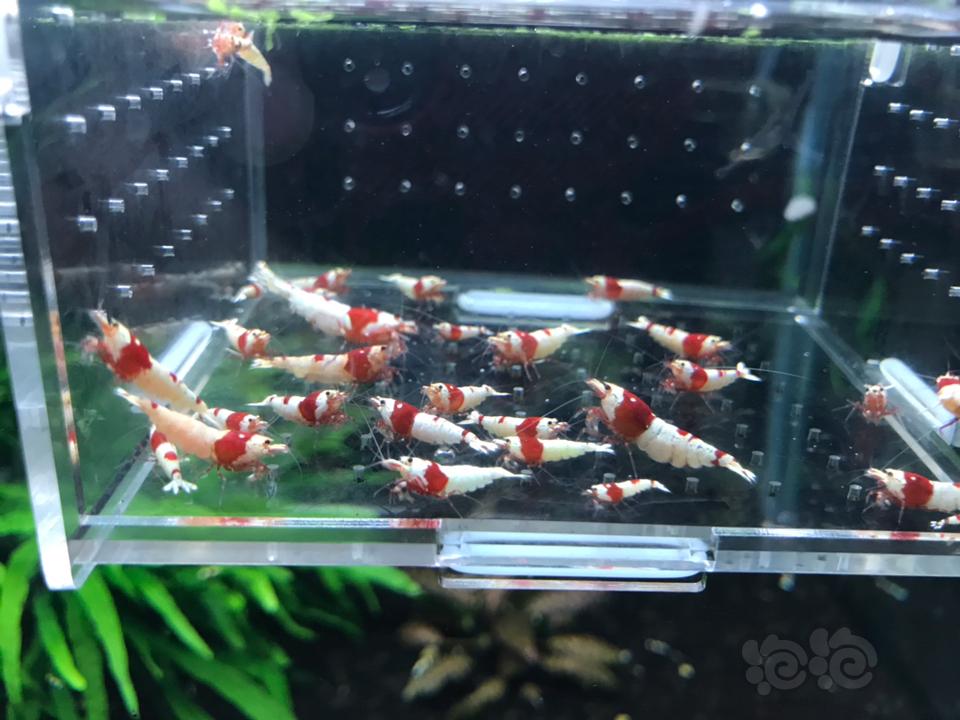 【虾】2019-03-11# RMB拍卖纯血红白 30 只一份-图2